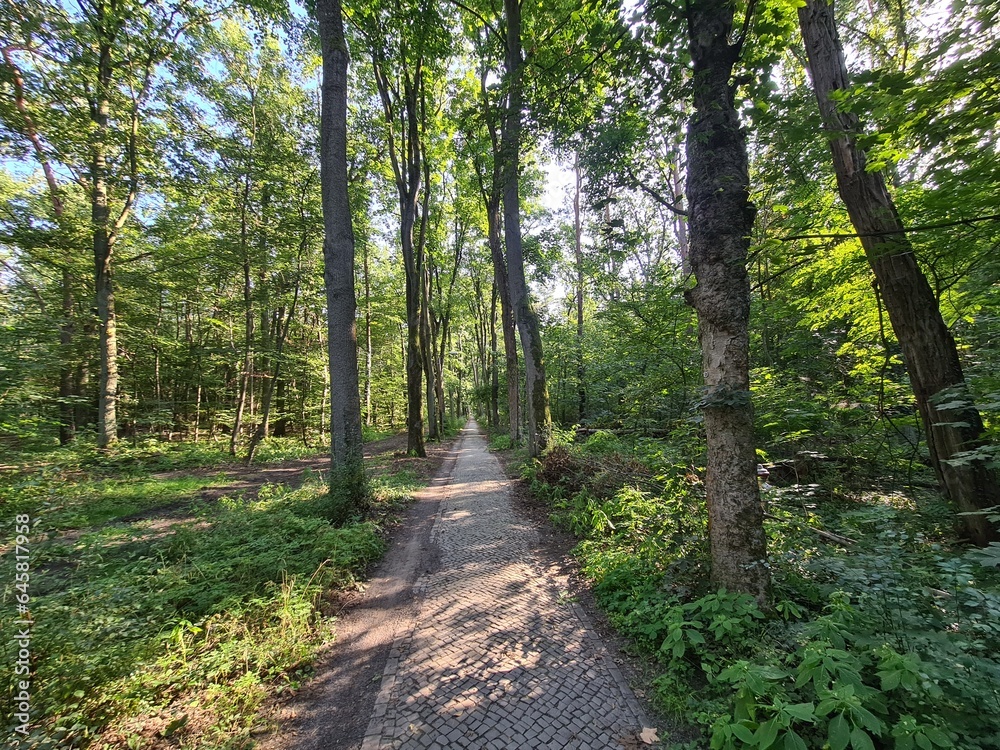 Fototapeta premium sidewalk path in Berlin Rahnsdorf
