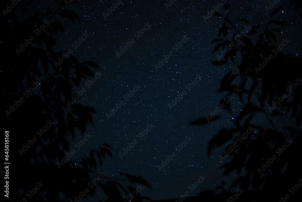 Blue starry sky with leaves from trees