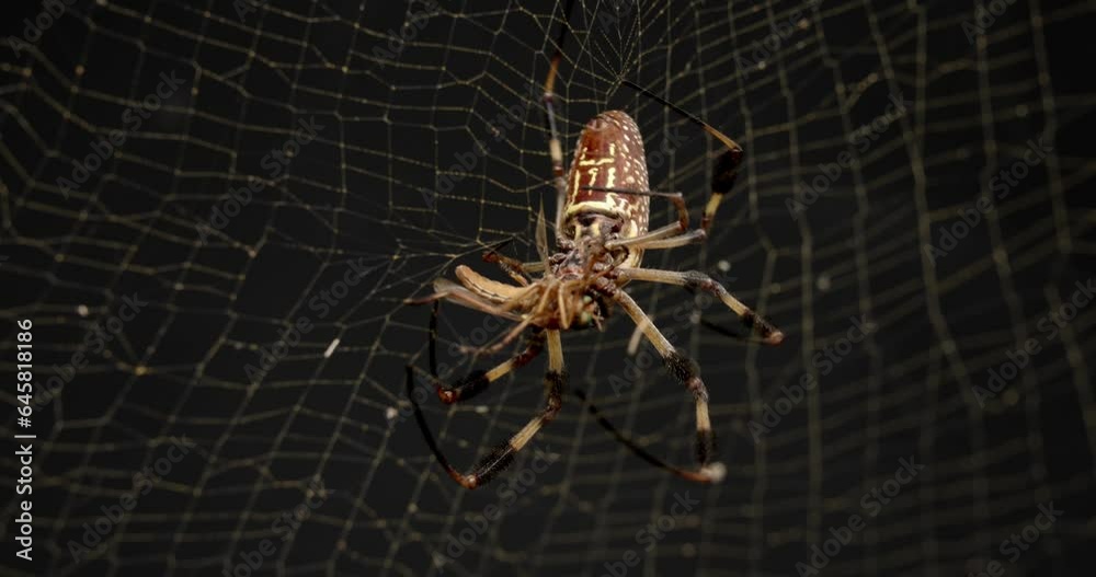 Golden silk orb-weaver spider biting an insect with its fangs to paralyze bug in its web.