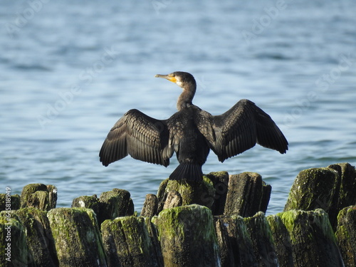 black cormorant on a pier stretching his wings photo