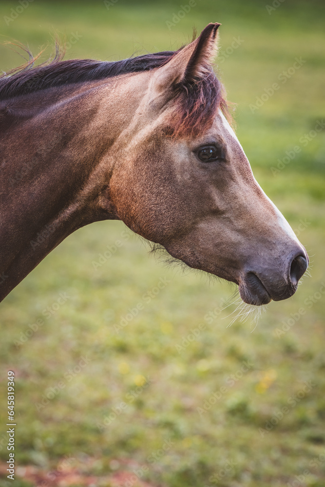 Obraz premium Pony / Pferd