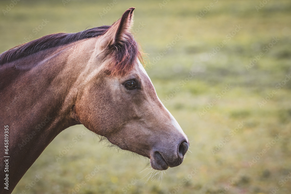 Obraz premium Pony / Pferd