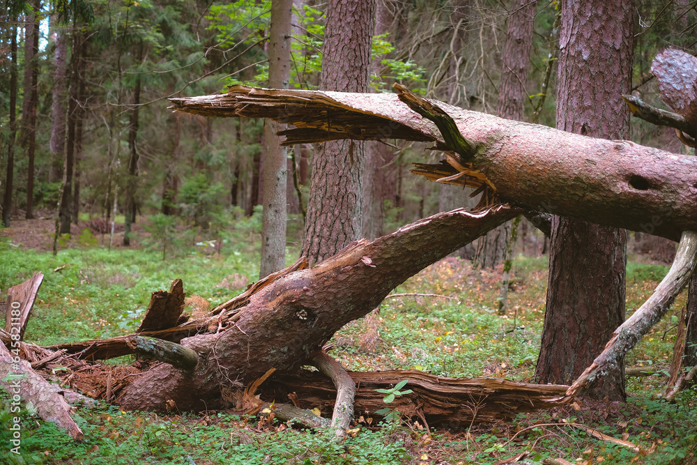 Fototapeta premium Close-up of fallen and broken tree in a sunny forest on a clear day