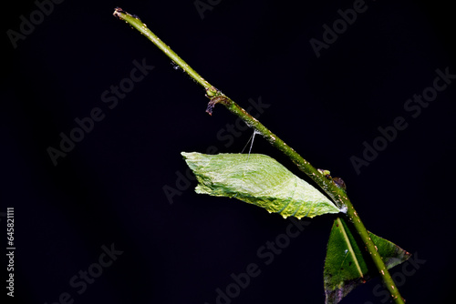 Chrysalis of an Eastern Black Swallowtail (Papilio polyxenes) butterfly suspended from a branch of a plant in southern Michigan in late summer 