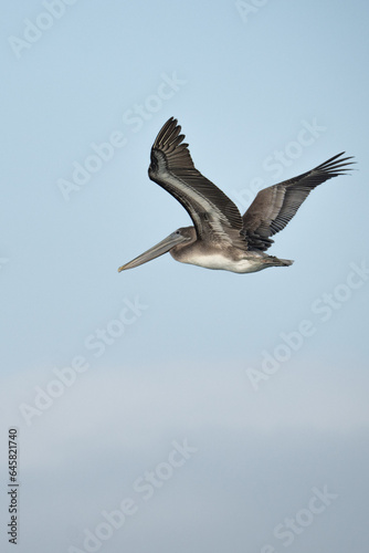 Brown Pelican flies on sunny morning over coastal haze