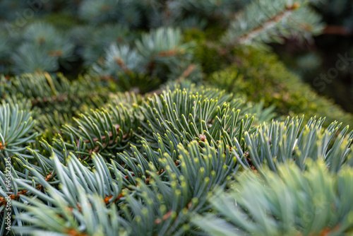 Green, prickly needles of a coniferous tree close-up with a blurred background