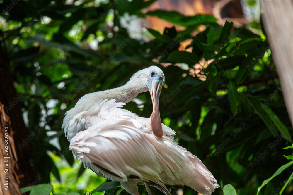 Roseate Spoonbill (Platalea ajaja) in Southern Florida Roseate Spoonbill (Platalea ajaja) in Southern Florida