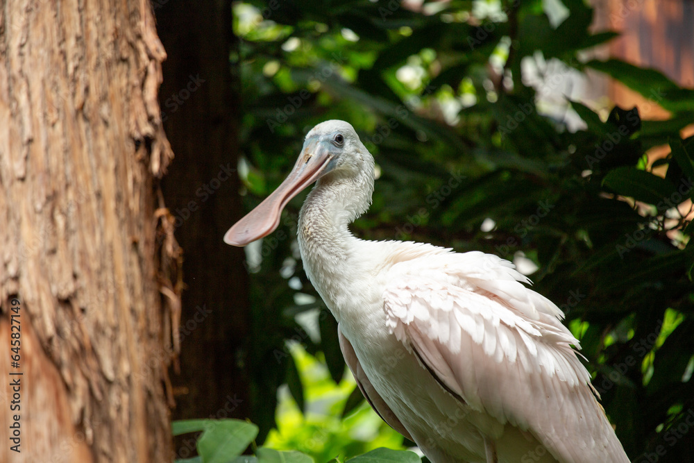 Roseate Spoonbill (Platalea ajaja) in Southern Florida Roseate Spoonbill (Platalea ajaja) in Southern Florida