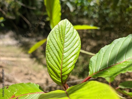 kratom plants (Mitragyna speciosa) in tropical nature photo