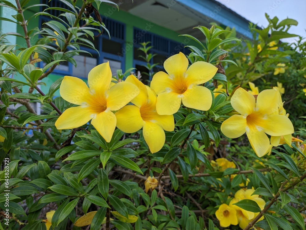 Allamanda cathartica flower in the morning Allamanda cathartica flower in the morning