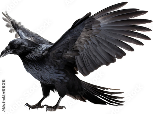 Transparent Raven  Feather Fluff