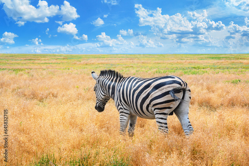 Summer landscape - view of a zebra grazing in high grass under the hot summer sun  close-up. Wildlife scene from nature