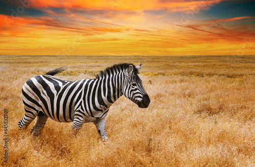 Natural landscape at sunset - view of a zebra grazing in high grass under the hot summer sun  close-up. Wildlife scene from nature