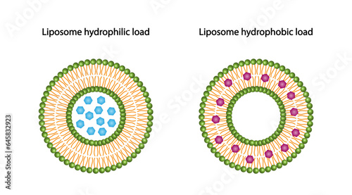 Liposome, with hydrophilic and hydrophobic loads. Phospholipids, Drug encapsulation. Vector illustration.