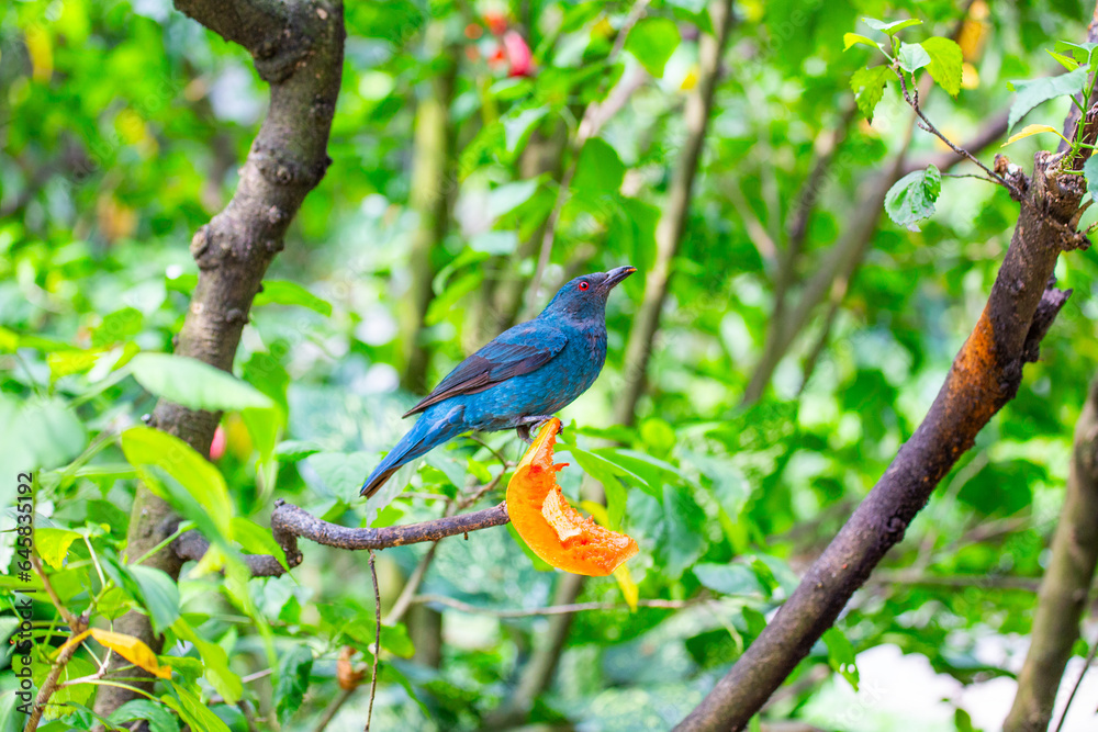 Asian Fairy-Bluebird (Irena puella) in Malaysia Asian Fairy-Bluebird (Irena puella) in Malaysia