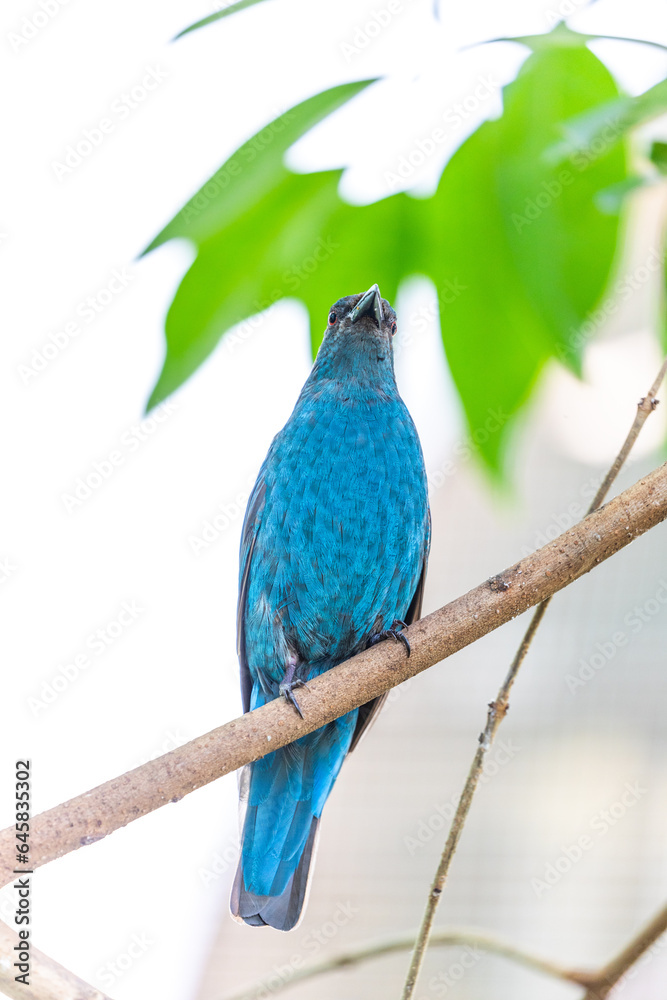 Fototapeta premium Asian Fairy-Bluebird (Irena puella) in Malaysia