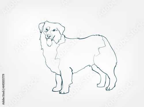 Austrailian Shepard dog breed animal vector line art one line sketch outline