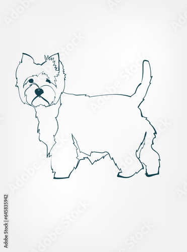 West Highland White terrier dog breed animal vector line art one line sketch outline