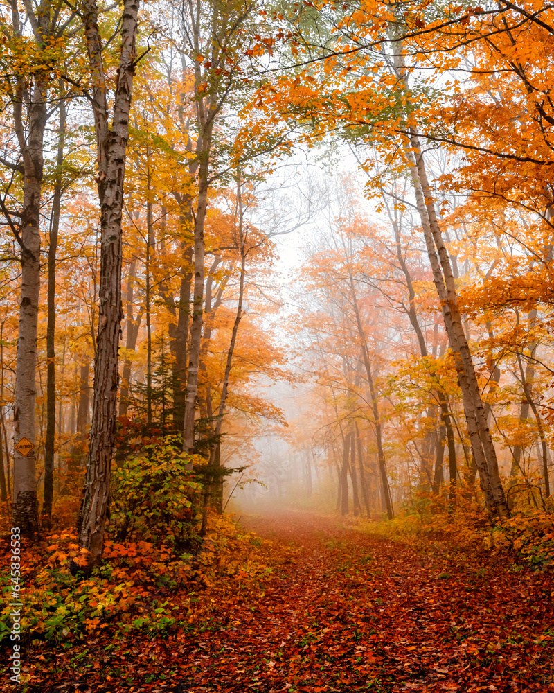 Autumn scenes in forest under fogy day