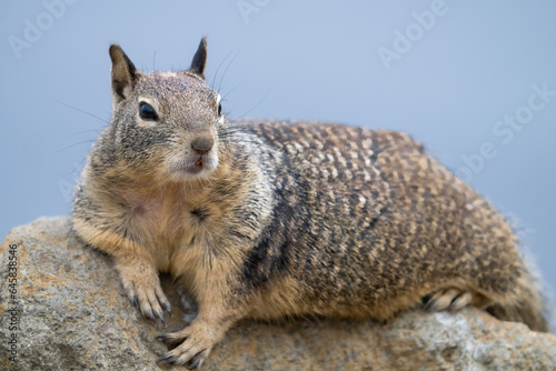 Close up of ground squirrel in Morro Bay, California. photo