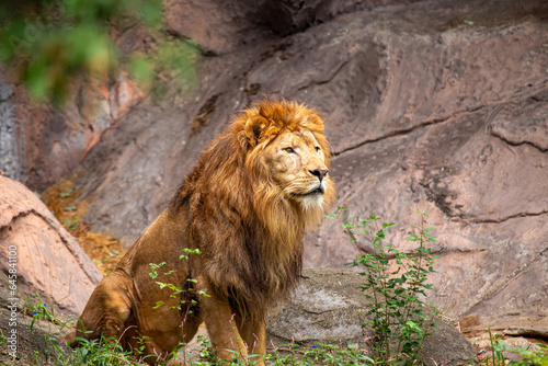 African Lion  Panthera leo  in Africa
