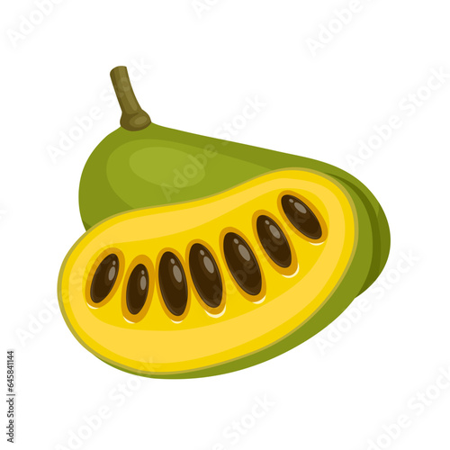 Vector illustration, Asimina triloba, American papaw or pawpaw, isolated on white background.
