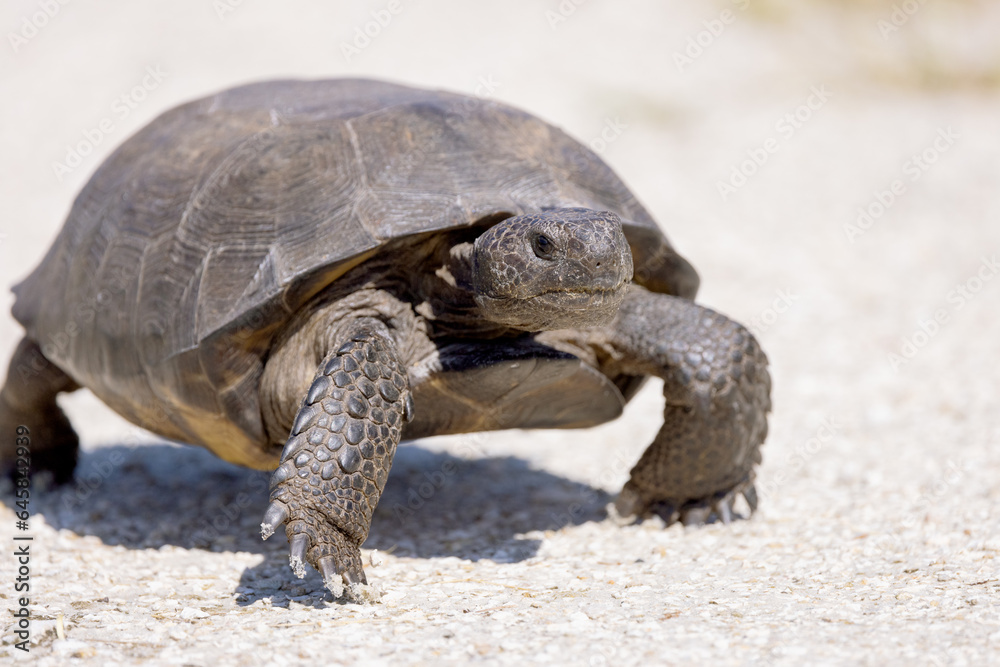 Obraz premium Gopher tortoise (Gopherus polyphemus) on a white sand and gravel backdrop in Myakka City, Florida