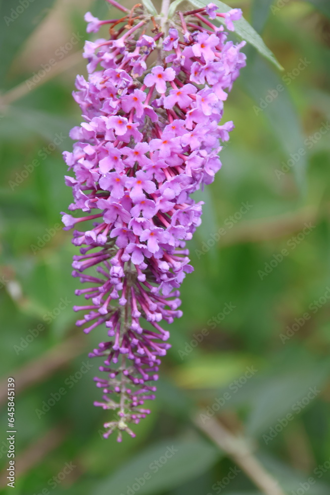Obraz premium bee on flower