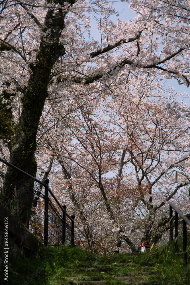 cherry blossom trees in the park in Japan cherry blossom trees in the park in Japan