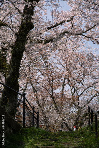 cherry blossom trees in the park in Japan