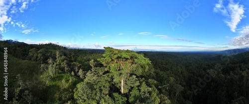 Photos Emergent canopy tree in the Amazon