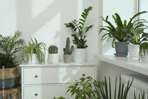 Many beautiful potted houseplants growing near window indoors © New Africa