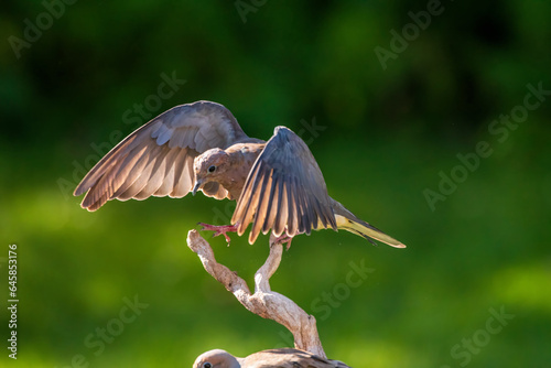 Mourning Dove flying onto a branch
