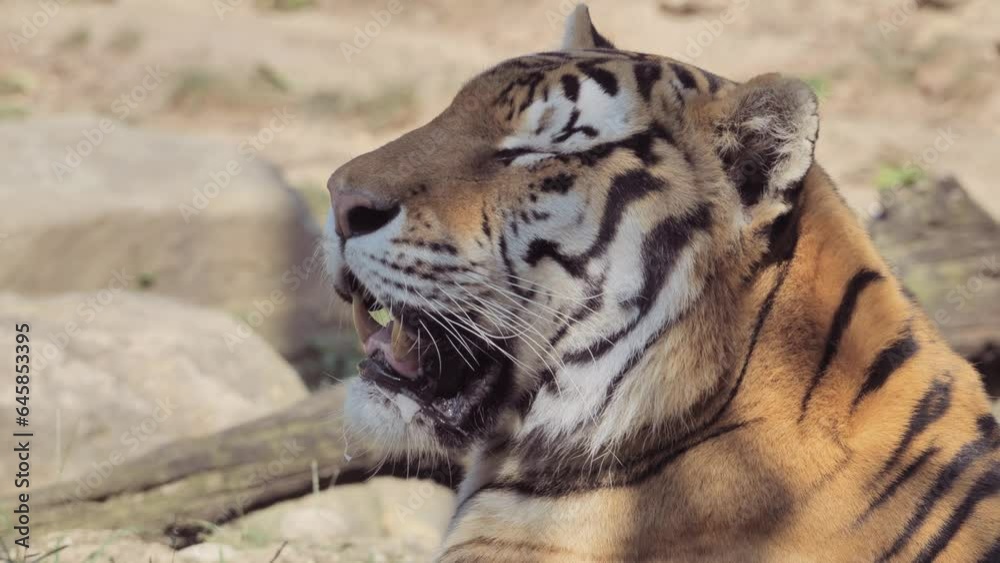 The Amur tiger or Siberian tigers (Panthera tigris) is the largest wild cat in the world.