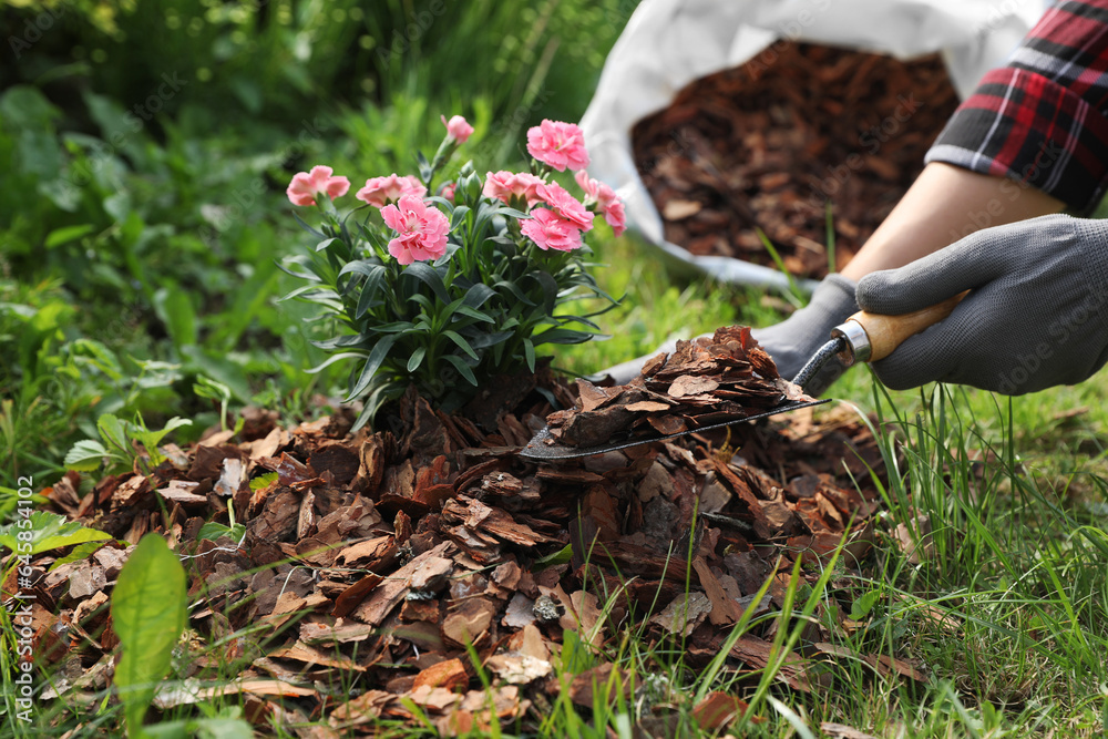 Obraz premium Woman mulching beautiful flowers with bark chips in garden, closeup