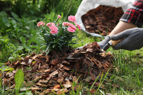 Wallpaper Mural Woman mulching beautiful flowers with bark chips in garden, closeup Torontodigital.ca