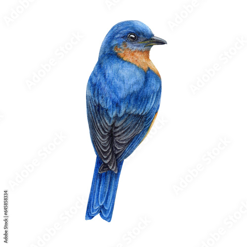 Western blue bird watercolor illustration. Hand drawn sialia mexicana avian. North America native wildlife songbird. Bluebird isolated on white background. Beautiful wild backyards bird © anitapol