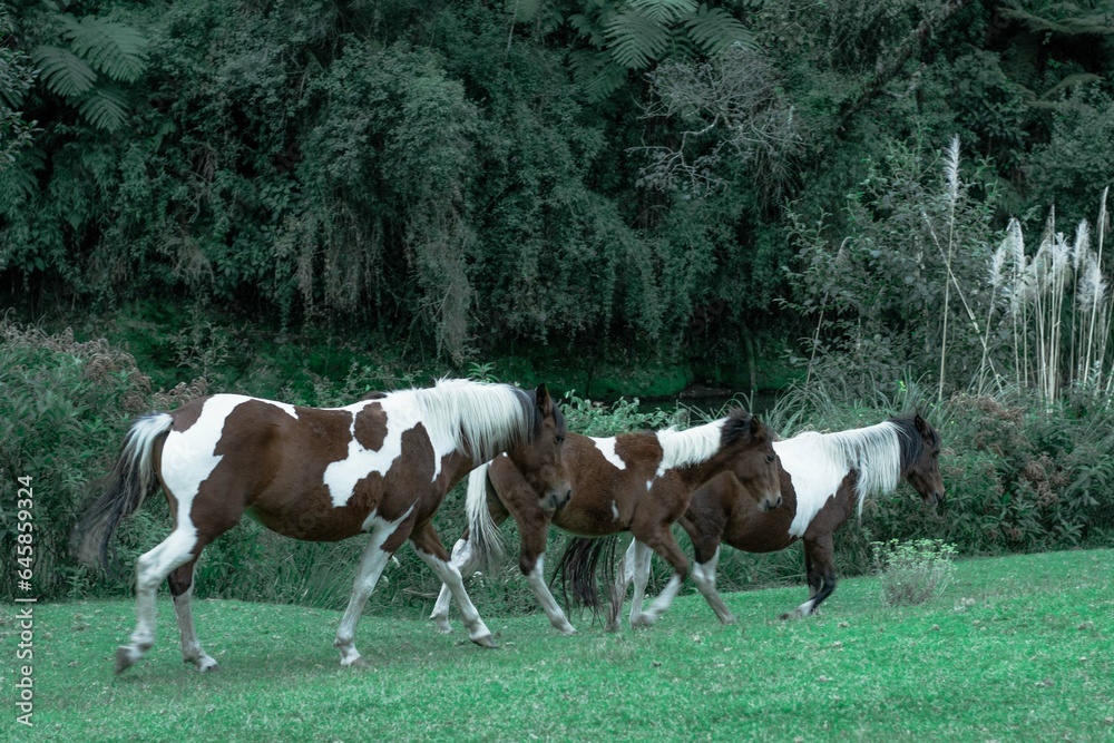 Fototapeta premium Caballos pasteando en un campo verde 