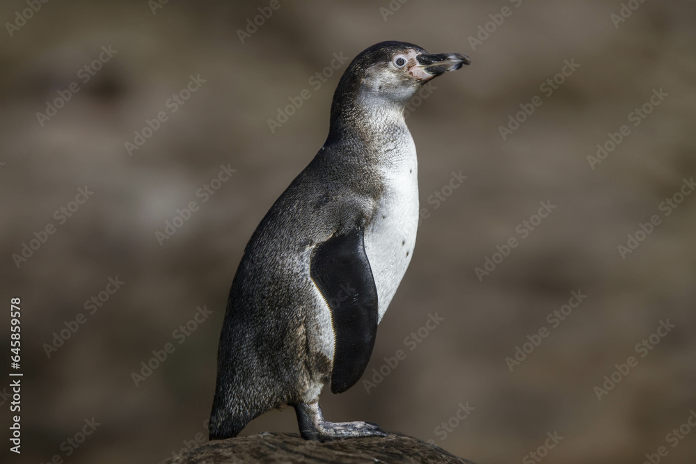 Fototapeta premium wild penguin outdoors during the day.