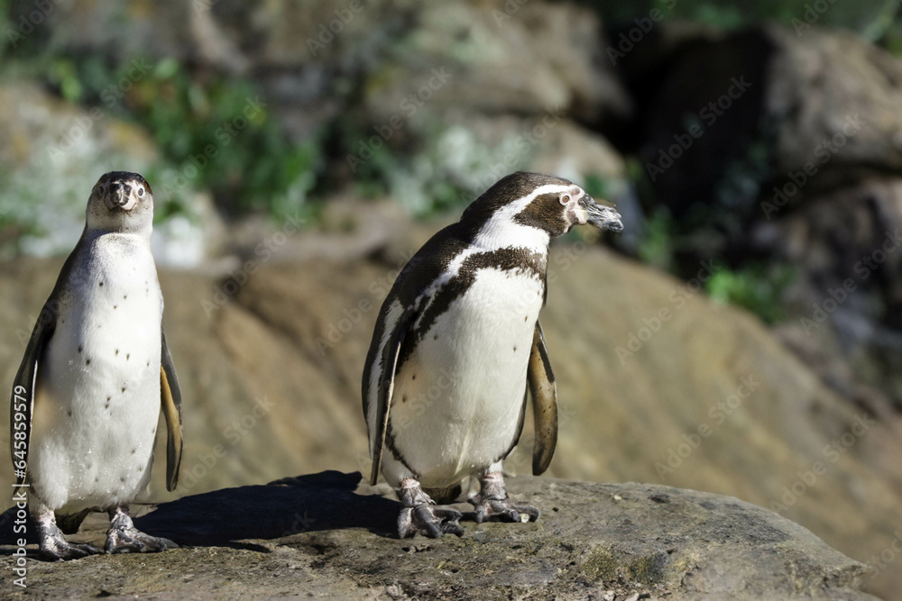 Fototapeta premium wild penguin outdoors during the day.