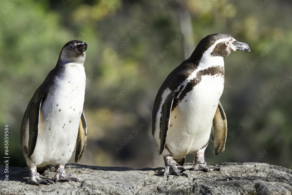 Obraz premium wild penguin outdoors during the day.