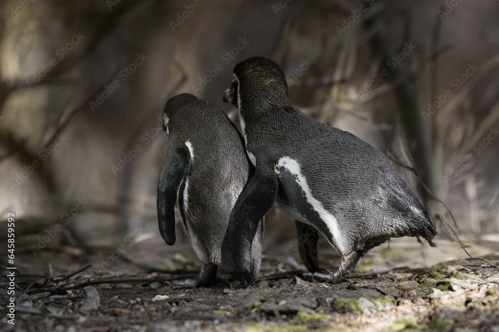 Obraz premium wild penguin outdoors during the day.