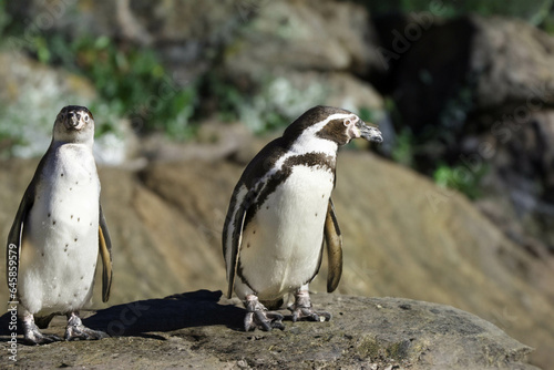 wild penguin outdoors during the day.