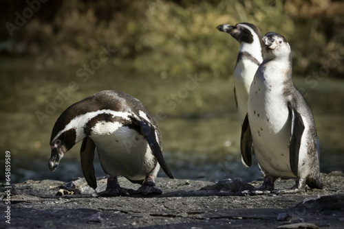 wild penguin outdoors during the day.