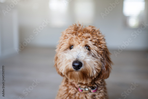 A portrait of a sweet golden doodle puppy
