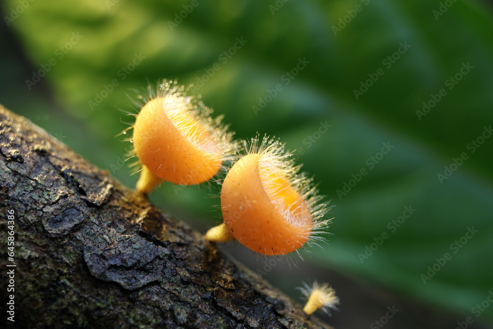 Champagne mushroom in branch decayed timber wet with rain and blurred green nature background. Orange mushroom or Cookeina tricholoma is a fungi that are decomposers in the ecosystem.
Champagne mushroom in branch decayed timber wet with rain and blurred green nature background. Orange mushroom or Cookeina tricholoma is a fungi that are decomposers in the ecosystem.