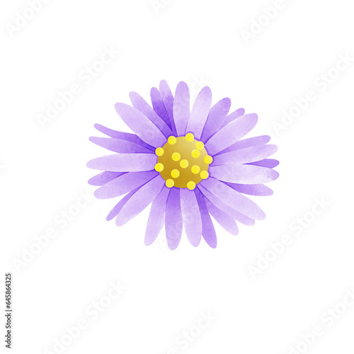 flower isolated on white