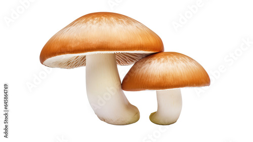 Boletus mushroom isolated on transparent or white background