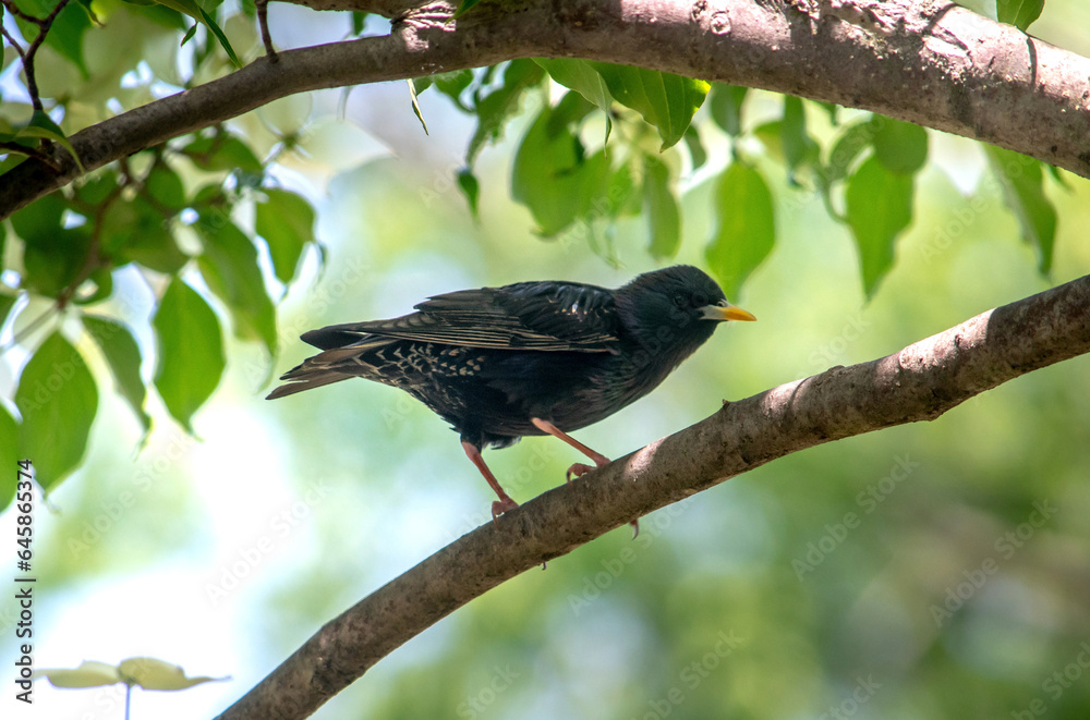 Obraz premium Common starling bird standing on a tree branch