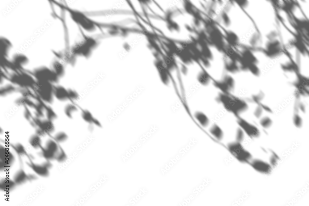 Fototapeta premium ワイヤープランツの影 